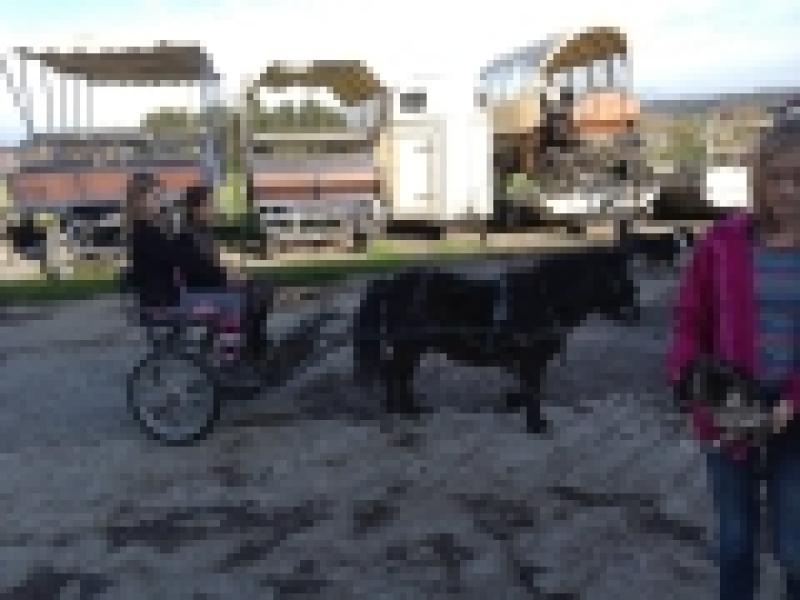 ATTELAGES ARDENNAIS (LES TRAITS DE LA FAMENNE) — cd7498eaa9da235d253e01230b4892fd.jpg