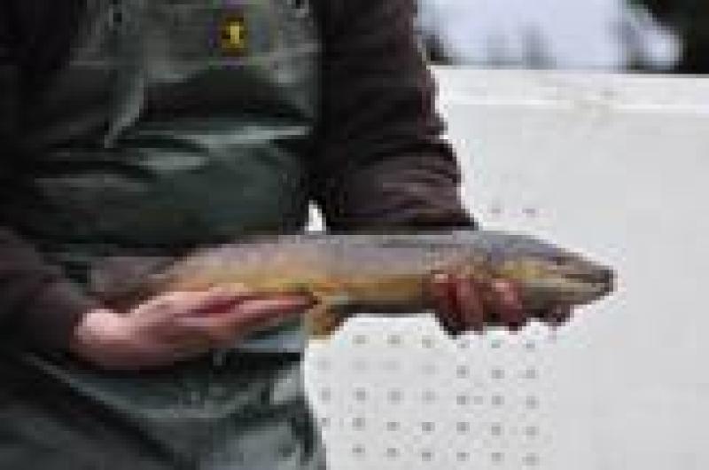LA LIBELLULE (SOCIÉTÉ ROYALE DE PÊCHE) — 06b674f2672591f93a840b7998039a3d.jpg
